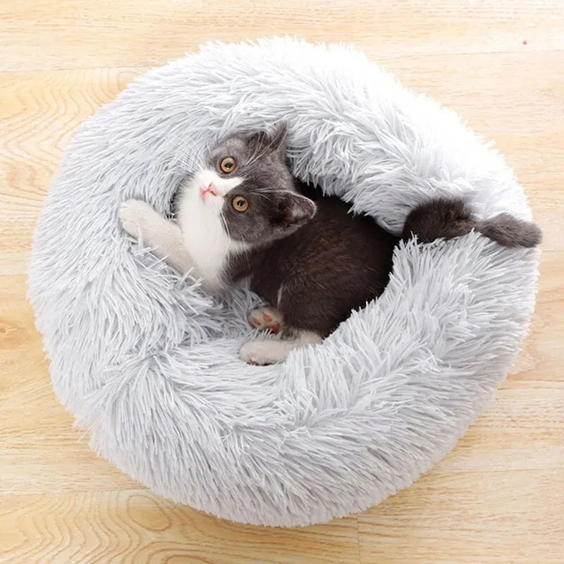 Cat Yoga